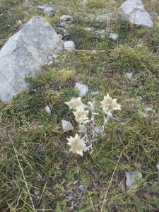 Edelweiss