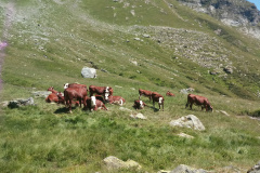 Quelques vaches flanent