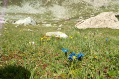 Gentiana verna