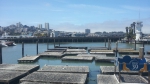 Pier 39 et ses Sea Lions qui ne sont pas la